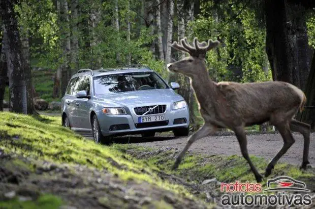 volvo animais Volvo está desenvolvendo sistema que detecta animais