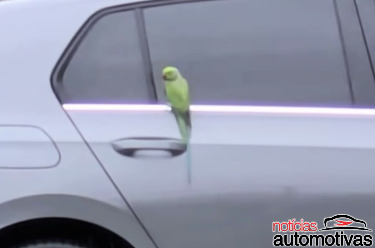 Periquito Danificando Carros 2