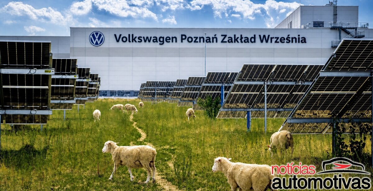 Na fábrica da Volkswagen, o campo solar virou pasto e troca máquinas por rebanho: 100 ovelhas sob 31 mil painéis