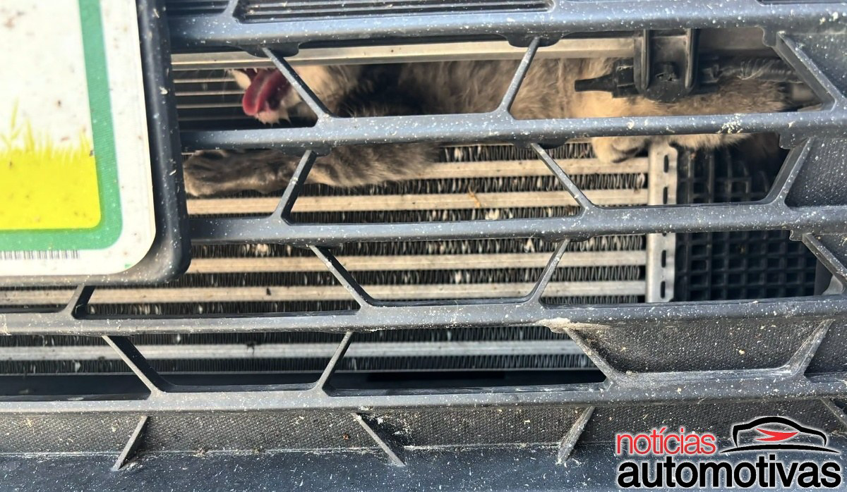 Gatinho Grade Carro 4 Gatinho Grade Carro 4