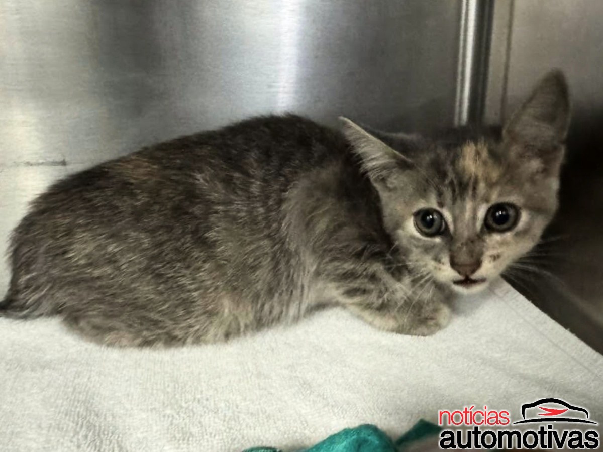 Gatinho Grade Carro 5 Gatinho Grade Carro 5