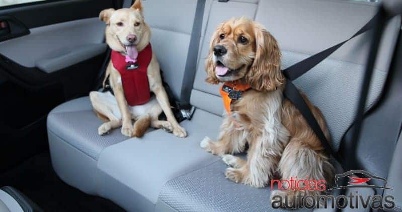 Como transportar cachorro no carro?