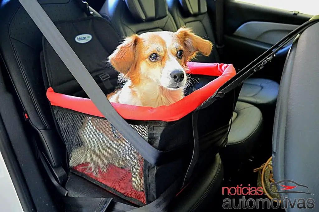 Como transportar cachorro no carro?